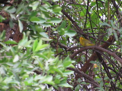Cardellina pusilla