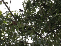 Melanerpes aurifrons