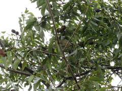 Melanerpes aurifrons