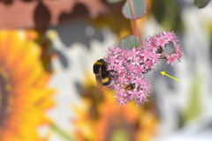 Hylotelephium sieboldii