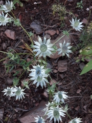 Eryngium carlinae