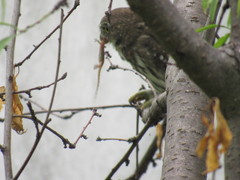 Glaucidium brasilianum