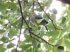 Melanerpes aurifrons