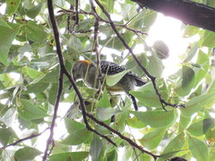 Melanerpes aurifrons