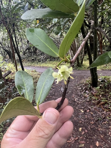 Brexia madagascariensis observed 2025-07-19