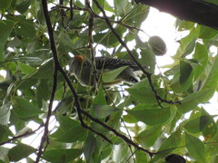 Melanerpes aurifrons