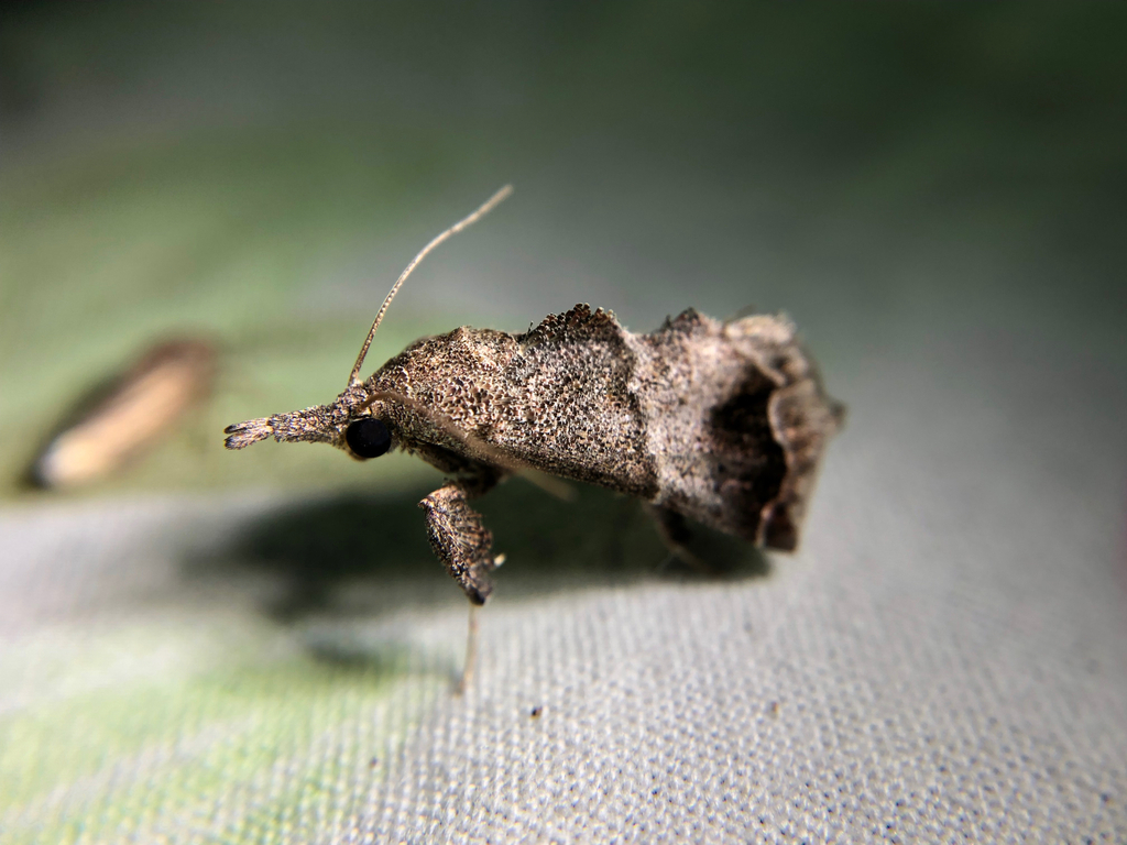 Bonchis scoparioides