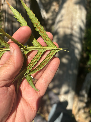 iNaturalist observation photo of giant chain fern