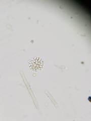 Anthophysa