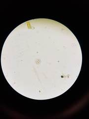Anthophysa