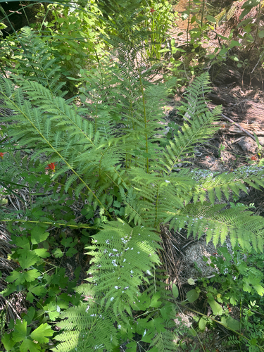 iNaturalist observation photo of Common Lady Fern