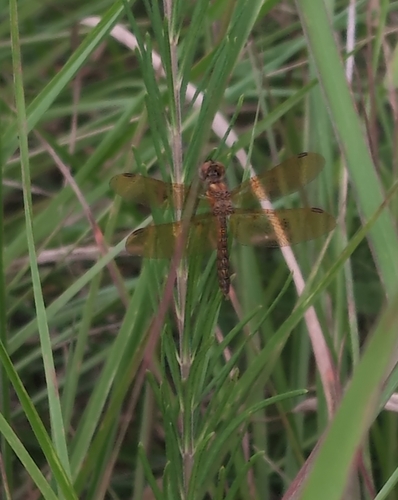 Eastern Amberwing photo 5