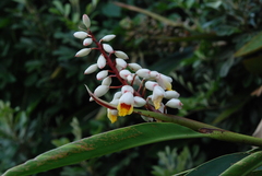 Alpinia koshunensis