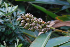 Alpinia koshunensis