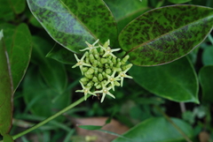 Parsonsia alboflavescens