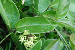 Parsonsia alboflavescens