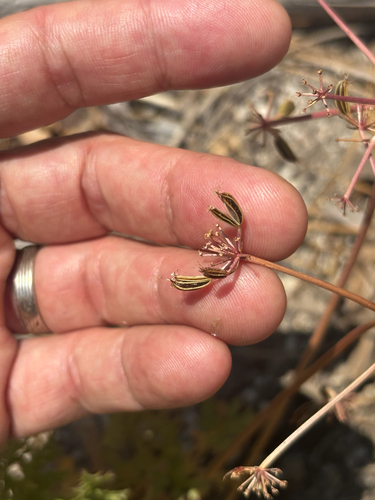 iNaturalist observation photo of Parish's umbrellawort