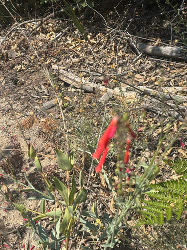 iNaturalist observation photo of scarlet bugler