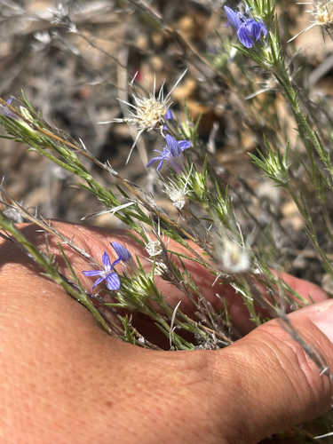 iNaturalist observation photo of giant woollystar