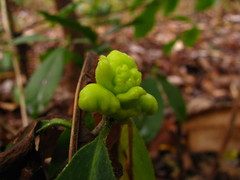 Exobasidium symploci