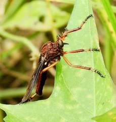 Diogmites platypterus