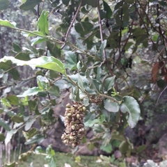 Ercilla spicata