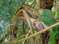 Anthurium concinnatum, photograph author not stated, no rights reserved