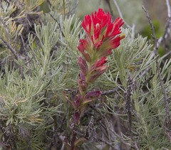 Castilleja wightii
