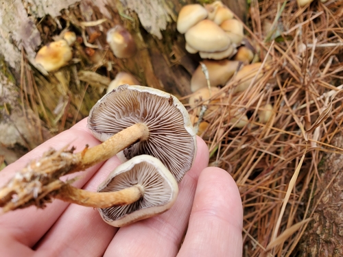 Hypholoma capnoides — no rights reserved