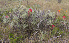 Castilleja wightii