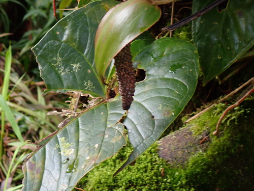 Anthurium concinnatum, photograph 6