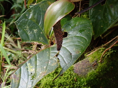 Anthurium concinnatum, photograph author not stated, no rights reserved