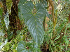 Anthurium concinnatum, photograph author not stated, no rights reserved