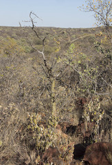 Commiphora glaucescens