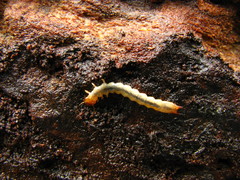 Dendroides canadensis