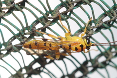 Xanthopimpla rhopaloceros