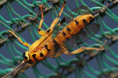 Xanthopimpla rhopaloceros
