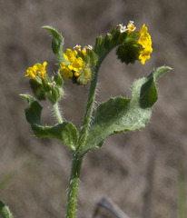 Amsinckia spectabilis