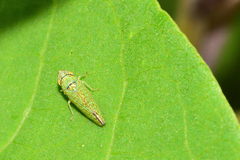 Graphocephala innervis