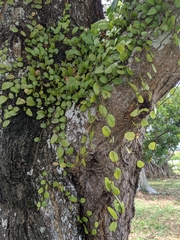 Pyrrosia