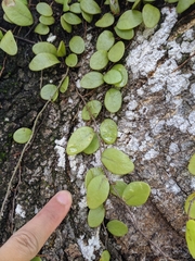 Pyrrosia