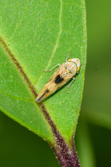 Graphocephala ignava