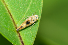 Graphocephala ignava