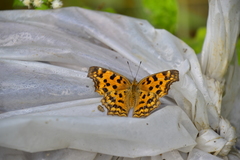 Polygonia c-aureum lunulata