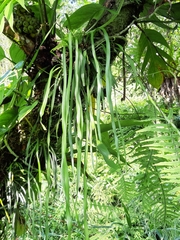 Haplopteris elongata