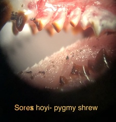Sorex hoyi