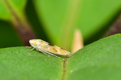 Graphocephala ignava