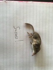 Sorex hoyi