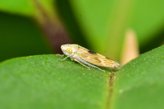 Graphocephala ignava