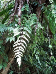 Asplenium pseudolaserpitiifolium
